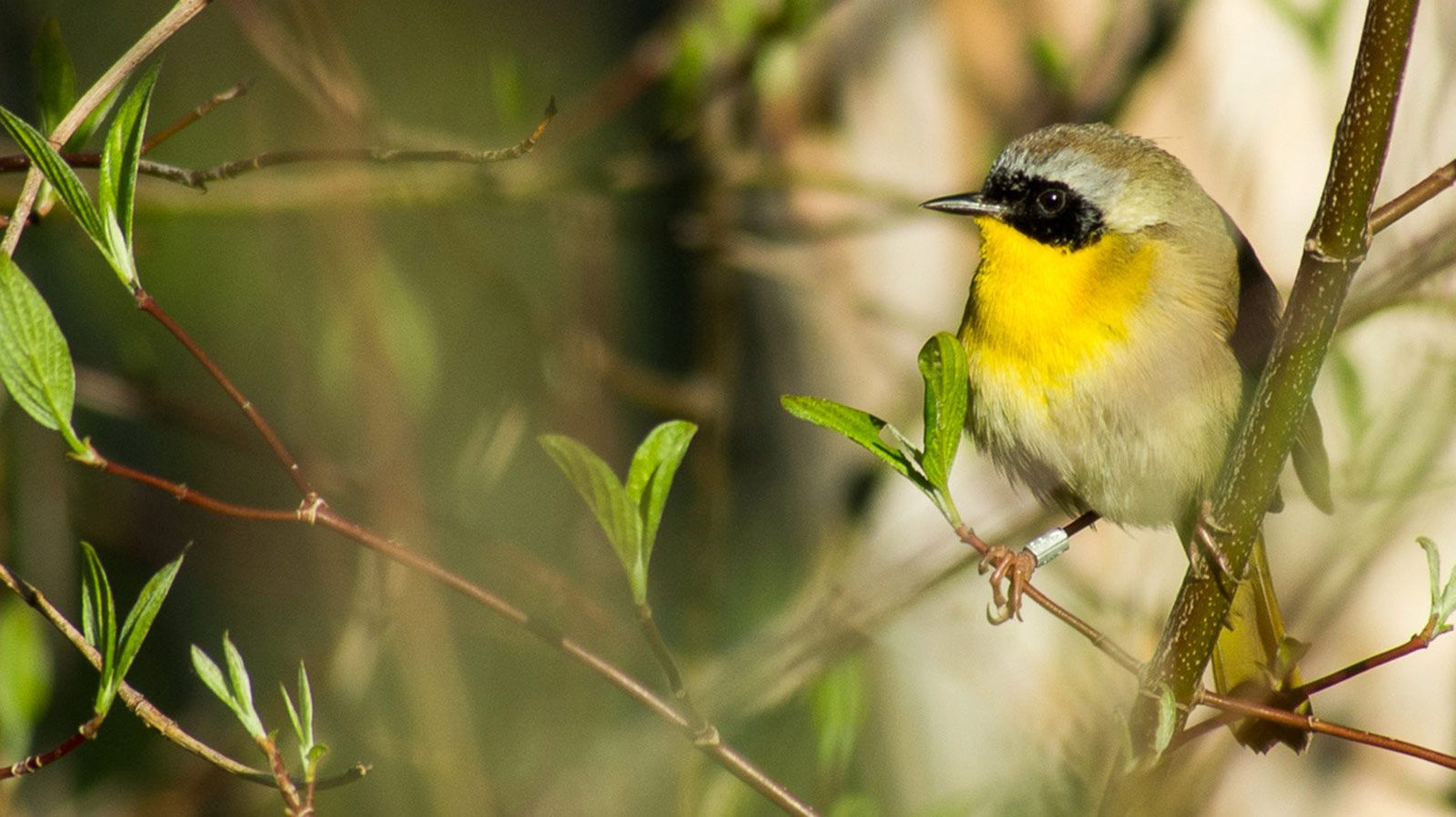 The Bander's Code of Ethics