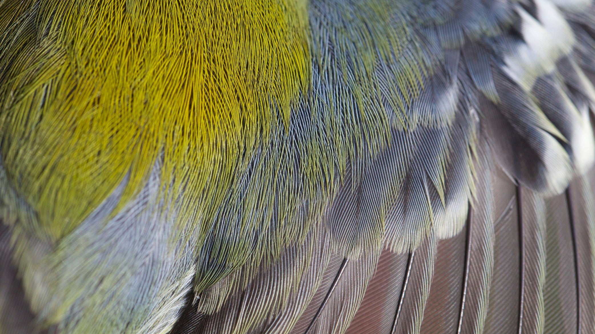 Ageing North American Landbirds by Molt Limits and Plumage Criteria