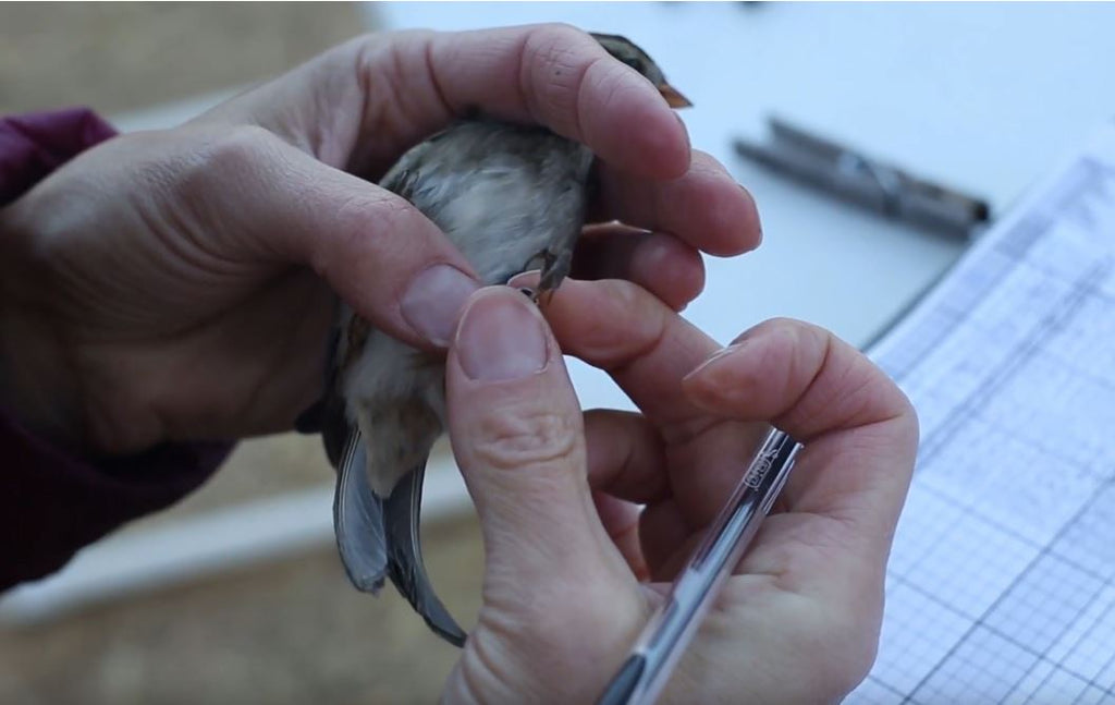 Bander Feature: Bird Banding at Empire Mine State Historic Park