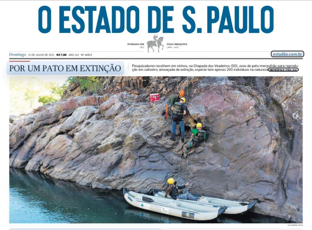 Les biologiques et les pêcheurs organisent des expéditions pour garantir la préservation du pato mergulhão