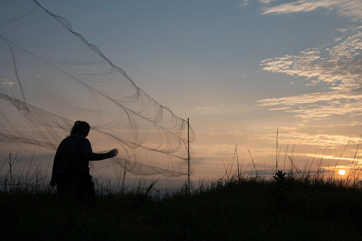 Mist Nets – Avinet Research Supplies
