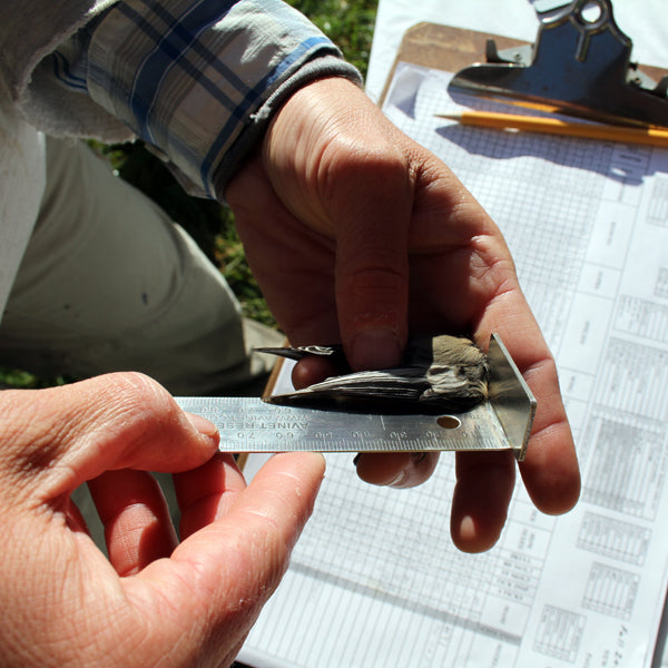 Universal Wide Wing & Tail Ruler (15cm, 30cm, 60cm) – Avinet Research ...